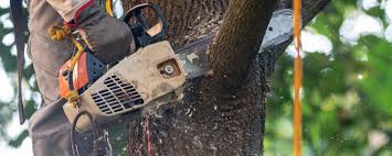 Lawn Pest Prevention in Wallenpaupack Lake Estates, PA