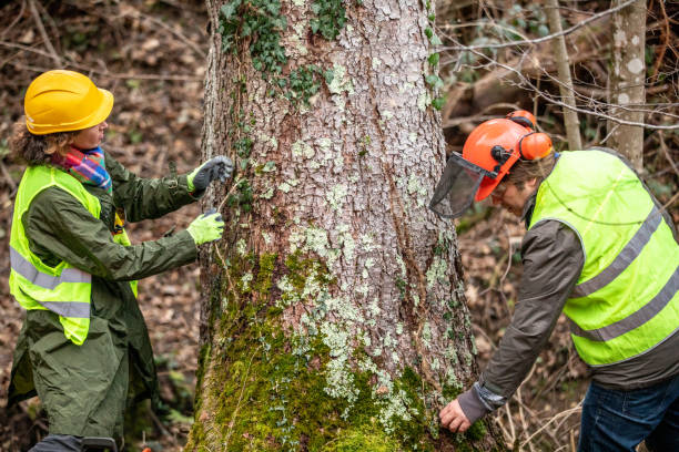 Wallenpaupack Lake Estates, PA Tree Care Company
