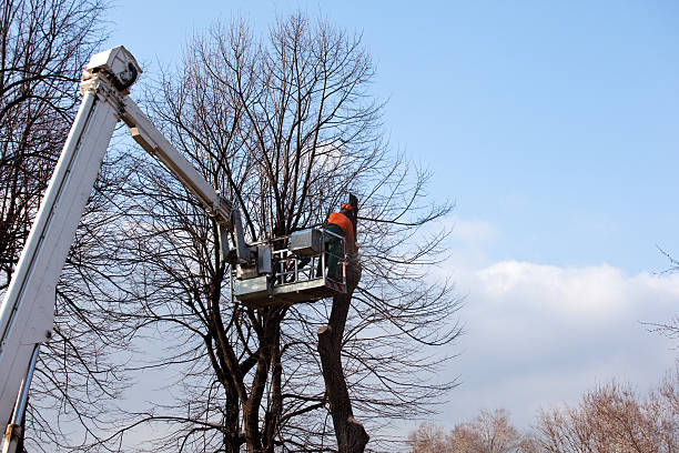 How Our Tree Care Process Works  in  Wallenpaupack Lake Estates, PA